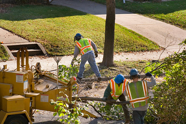 Best Tree Disease Treatment  in Maury, NC